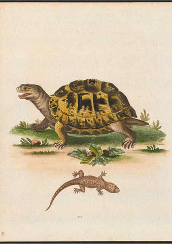 Reproducción/Reproduction 48858649041: A natural history of uncommon birds :. London :Printed for the author, at the College of Physicians in Warwick-Lane,1743-1751.. 