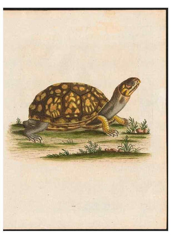 Reproducción/Reproduction 48858843252: A natural history of uncommon birds :. London :Printed for the author, at the College of Physicians in Warwick-Lane,1743-1751.. 