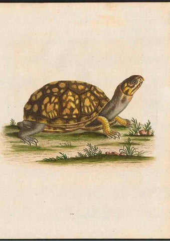 Reproducción/Reproduction 48858843252: A natural history of uncommon birds :. London :Printed for the author, at the College of Physicians in Warwick-Lane,1743-1751.. 