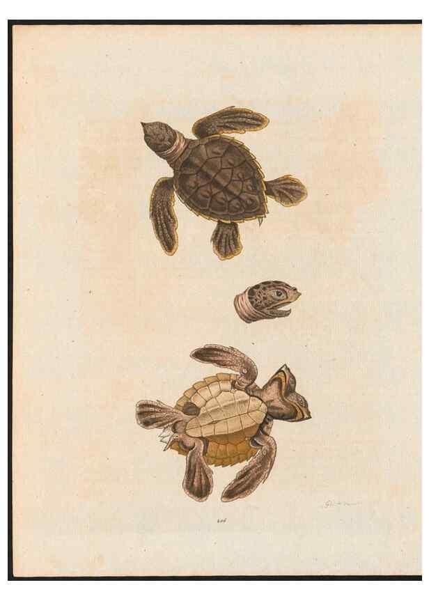 Reproducción/Reproduction 48858649556: A natural history of uncommon birds :. London :Printed for the author, at the College of Physicians in Warwick-Lane,1743-1751.. 