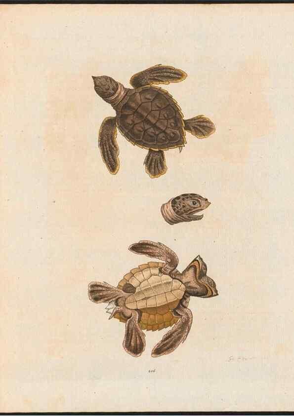 Reproducción/Reproduction 48858649556: A natural history of uncommon birds :. London :Printed for the author, at the College of Physicians in Warwick-Lane,1743-1751.. 