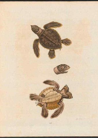 Reproducción/Reproduction 48858649556: A natural history of uncommon birds :. London :Printed for the author, at the College of Physicians in Warwick-Lane,1743-1751.. 