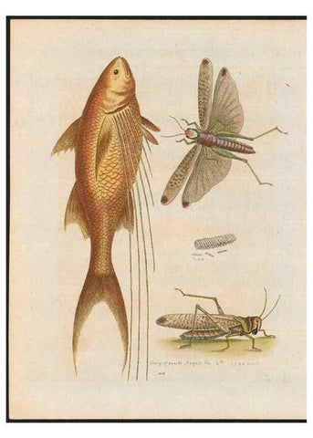 Reproducción/Reproduction 48858844187: A natural history of uncommon birds :. London :Printed for the author, at the College of Physicians in Warwick-Lane,1743-1751.. 