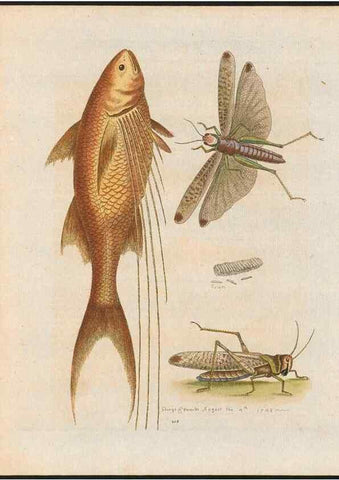 Reproducción/Reproduction 48858844187: A natural history of uncommon birds :. London :Printed for the author, at the College of Physicians in Warwick-Lane,1743-1751.. 