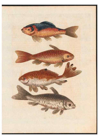 Reproducción/Reproduction 48858293508: A natural history of uncommon birds :. London :Printed for the author, at the College of Physicians in Warwick-Lane,1743-1751.. 