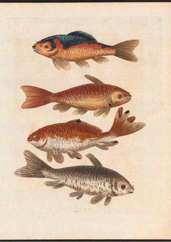 Reproducción/Reproduction 48858293508: A natural history of uncommon birds :. London :Printed for the author, at the College of Physicians in Warwick-Lane,1743-1751.. 