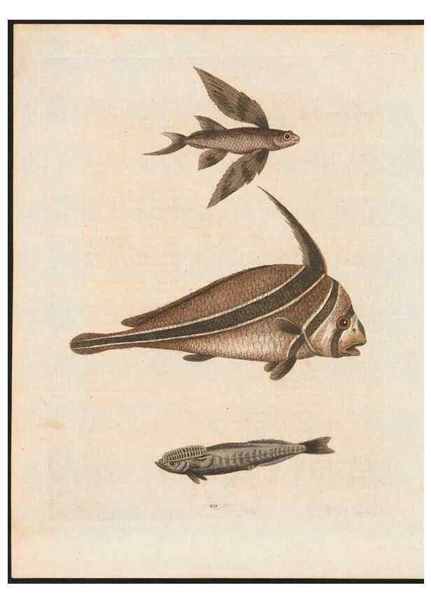 Reproducción/Reproduction 48858844887: A natural history of uncommon birds :. London :Printed for the author, at the College of Physicians in Warwick-Lane,1743-1751.. 