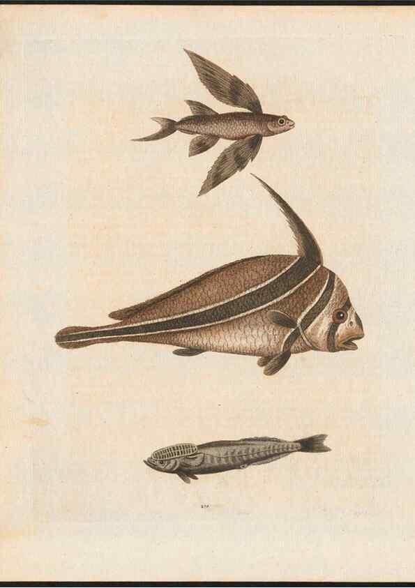 Reproducción/Reproduction 48858844887: A natural history of uncommon birds :. London :Printed for the author, at the College of Physicians in Warwick-Lane,1743-1751.. 