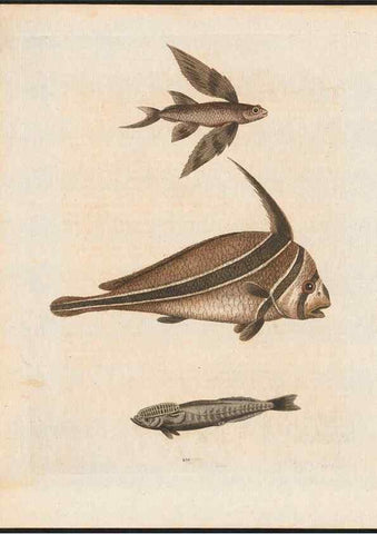 Reproducción/Reproduction 48858844887: A natural history of uncommon birds :. London :Printed for the author, at the College of Physicians in Warwick-Lane,1743-1751.. 