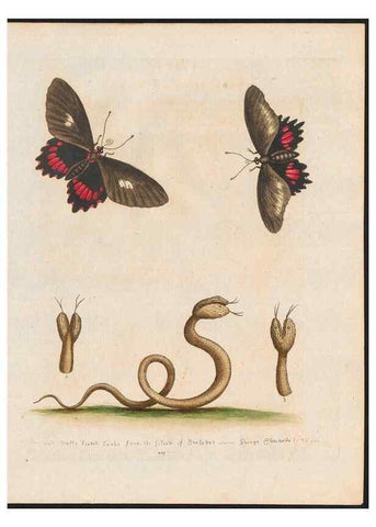 Reproducción/Reproduction 48858292633: A natural history of uncommon birds :. London :Printed for the author, at the College of Physicians in Warwick-Lane,1743-1751.. 