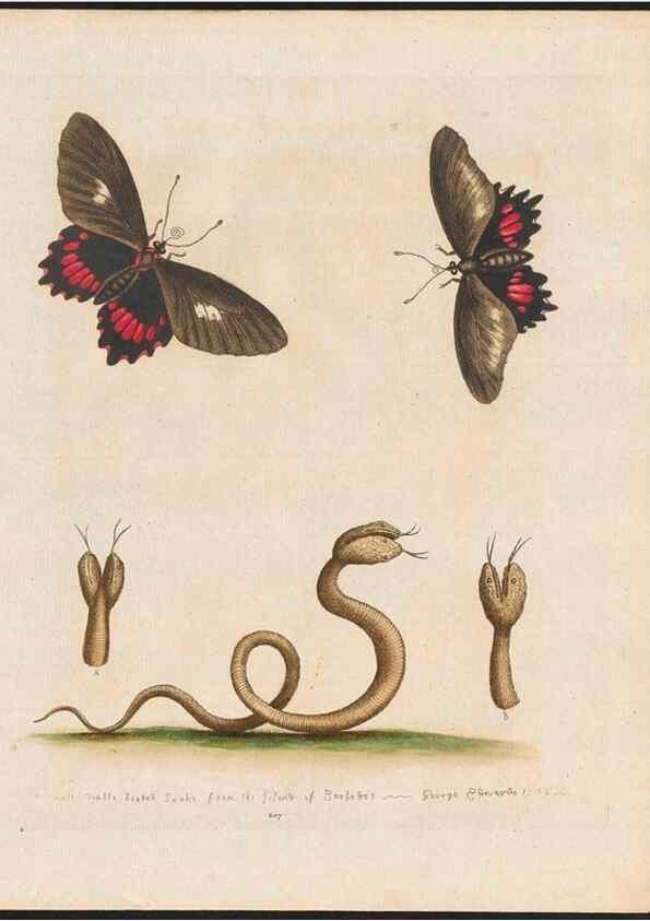 Reproducción/Reproduction 48858292633: A natural history of uncommon birds :. London :Printed for the author, at the College of Physicians in Warwick-Lane,1743-1751.. 