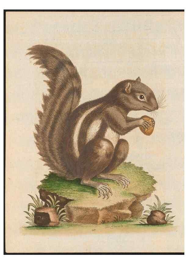 Reproducción/Reproduction 48858841347: A natural history of uncommon birds :. London :Printed for the author, at the College of Physicians in Warwick-Lane,1743-1751.. 