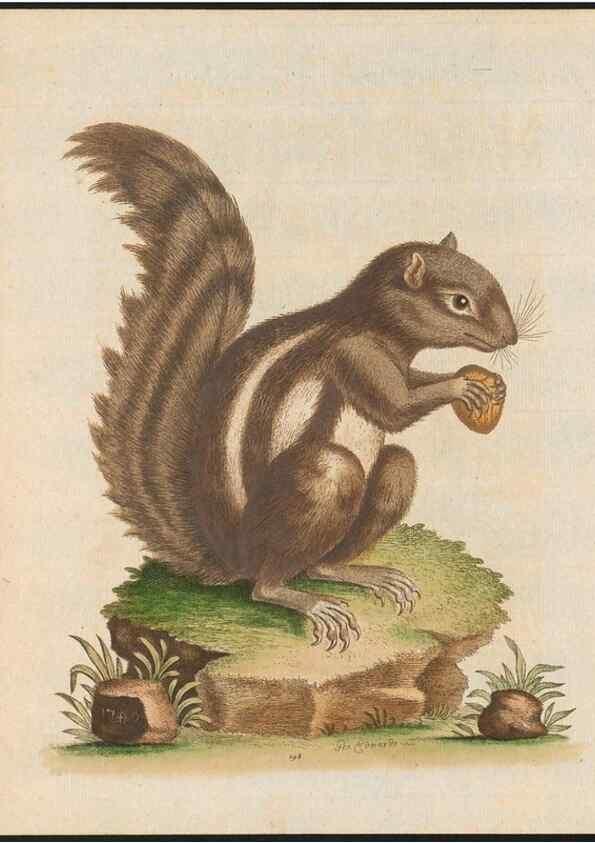 Reproducción/Reproduction 48858841347: A natural history of uncommon birds :. London :Printed for the author, at the College of Physicians in Warwick-Lane,1743-1751.. 