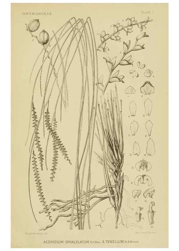 Reproducción/Reproduction 48870332841: Orchidaceae:. Boston,Houghton, Mifflin,1905-22.. 
