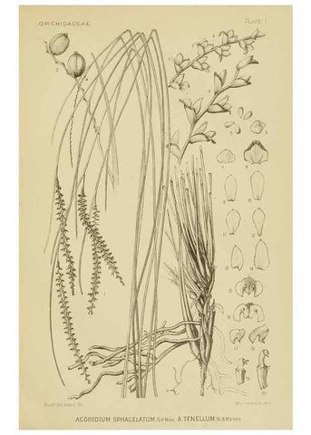 Reproducción/Reproduction 48870332841: Orchidaceae:. Boston,Houghton, Mifflin,1905-22.. 