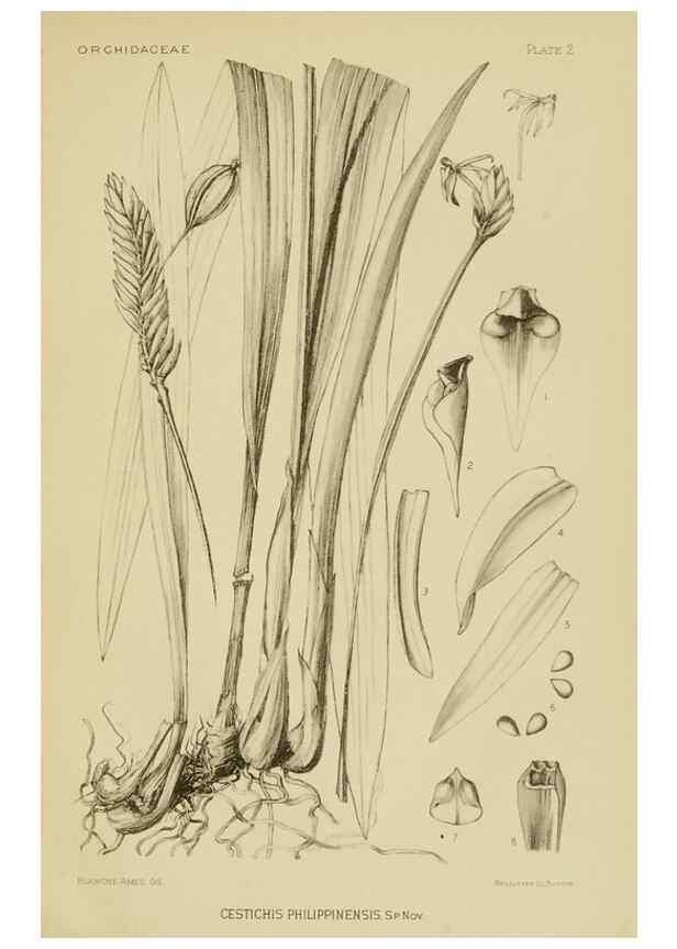 Reproducción/Reproduction 48869808563: Orchidaceae:. Boston,Houghton, Mifflin,1905-22.. 