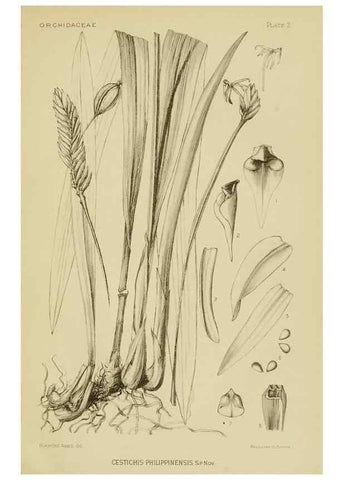 Reproducción/Reproduction 48869808563: Orchidaceae:. Boston,Houghton, Mifflin,1905-22.. 