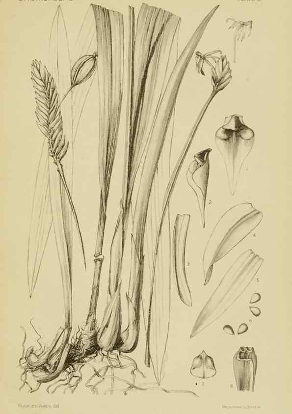Reproducción/Reproduction 48869808563: Orchidaceae:. Boston,Houghton, Mifflin,1905-22.. 