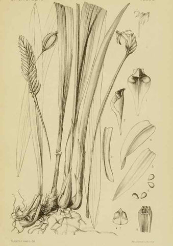 Reproducción/Reproduction 48869808563: Orchidaceae:. Boston,Houghton, Mifflin,1905-22.. 