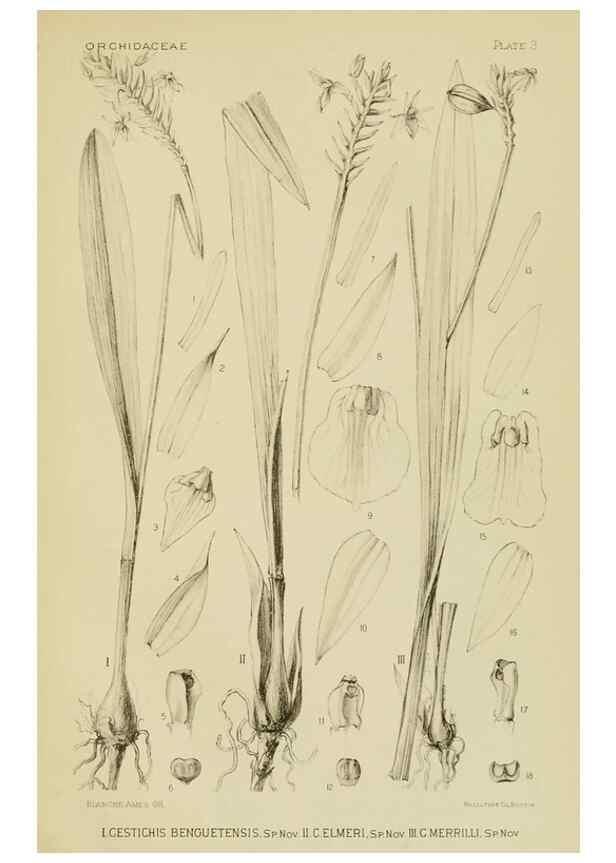 Reproducción/Reproduction 48870333271: Orchidaceae:. Boston,Houghton, Mifflin,1905-22.. 