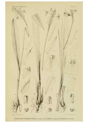 Reproducción/Reproduction 48870333271: Orchidaceae:. Boston,Houghton, Mifflin,1905-22.. 