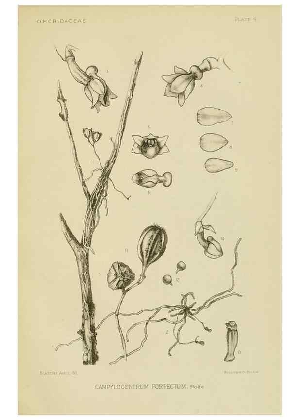 Reproducción/Reproduction 48870333571: Orchidaceae:. Boston,Houghton, Mifflin,1905-22.. 
