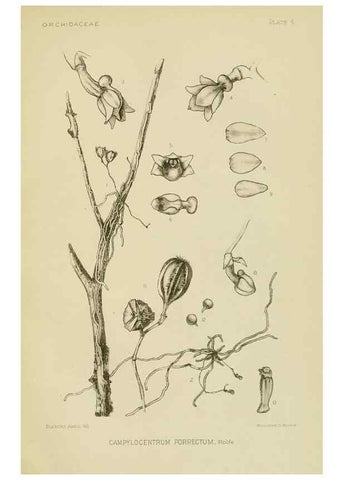 Reproducción/Reproduction 48870333571: Orchidaceae:. Boston,Houghton, Mifflin,1905-22.. 
