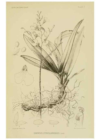 Reproducción/Reproduction 48869809423: Orchidaceae:. Boston,Houghton, Mifflin,1905-22.. 