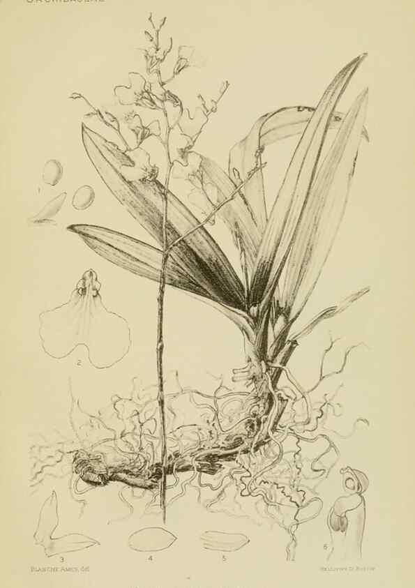 Reproducción/Reproduction 48869809423: Orchidaceae:. Boston,Houghton, Mifflin,1905-22.. 
