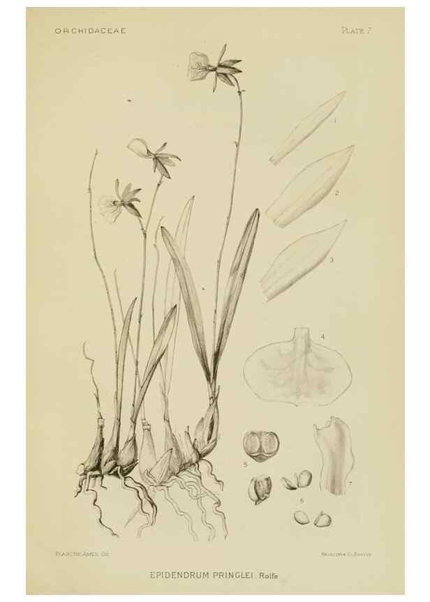 Reproducción/Reproduction 48870525897: Orchidaceae:. Boston,Houghton, Mifflin,1905-22.. 