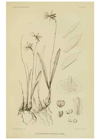 Reproducción/Reproduction 48870525897: Orchidaceae:. Boston,Houghton, Mifflin,1905-22.. 