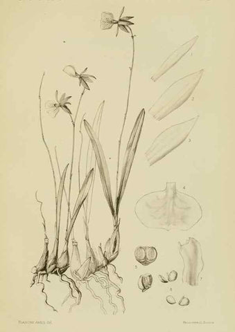 Reproducción/Reproduction 48870525897: Orchidaceae:. Boston,Houghton, Mifflin,1905-22.. 