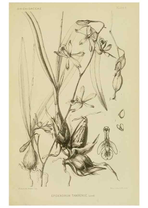 Reproducción/Reproduction 48870526147: Orchidaceae:. Boston,Houghton, Mifflin,1905-22.. 