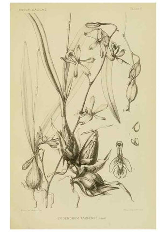 Reproducción/Reproduction 48870526147: Orchidaceae:. Boston,Houghton, Mifflin,1905-22.. 