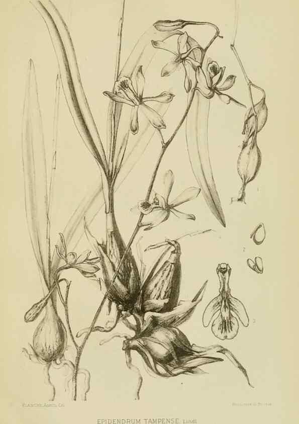 Reproducción/Reproduction 48870526147: Orchidaceae:. Boston,Houghton, Mifflin,1905-22.. 