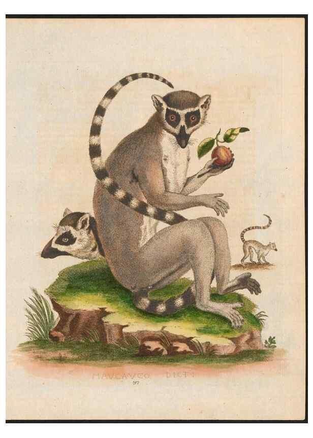 Reproducción/Reproduction 48858289318: A natural history of uncommon birds :. London :Printed for the author, at the College of Physicians in Warwick-Lane,1743-1751.. 