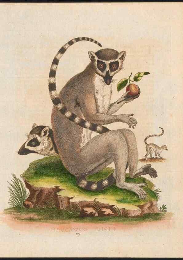 Reproducción/Reproduction 48858289318: A natural history of uncommon birds :. London :Printed for the author, at the College of Physicians in Warwick-Lane,1743-1751.. 