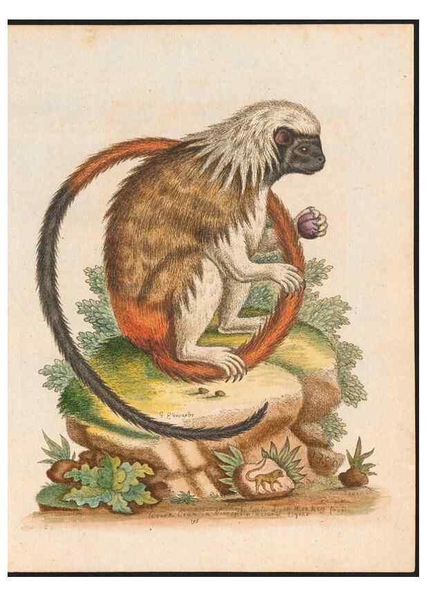 Reproducción/Reproduction 48858288663: A natural history of uncommon birds :. London :Printed for the author, at the College of Physicians in Warwick-Lane,1743-1751.. 
