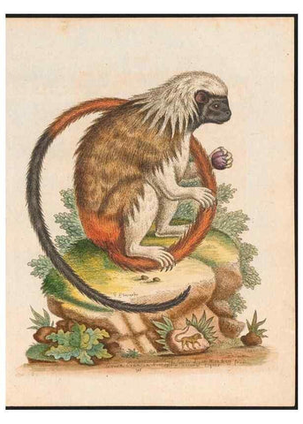 Reproducción/Reproduction 48858288663: A natural history of uncommon birds :. London :Printed for the author, at the College of Physicians in Warwick-Lane,1743-1751.. 