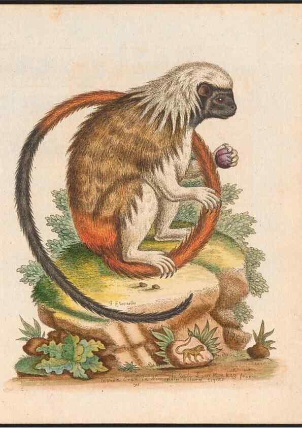 Reproducción/Reproduction 48858288663: A natural history of uncommon birds :. London :Printed for the author, at the College of Physicians in Warwick-Lane,1743-1751.. 