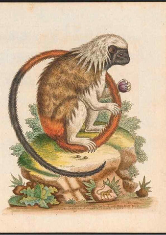Reproducción/Reproduction 48858288663: A natural history of uncommon birds :. London :Printed for the author, at the College of Physicians in Warwick-Lane,1743-1751.. 