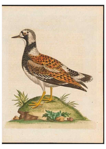 Reproducción/Reproduction 48858272388: A natural history of uncommon birds :. London :Printed for the author, at the College of Physicians in Warwick-Lane,1743-1751.. 