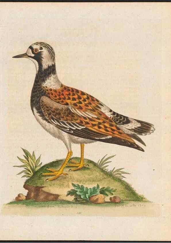Reproducción/Reproduction 48858272388: A natural history of uncommon birds :. London :Printed for the author, at the College of Physicians in Warwick-Lane,1743-1751.. 
