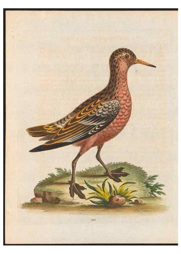 Reproducción/Reproduction 48858629921: A natural history of uncommon birds :. London :Printed for the author, at the College of Physicians in Warwick-Lane,1743-1751.. 