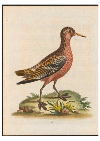 Reproducción/Reproduction 48858629921: A natural history of uncommon birds :. London :Printed for the author, at the College of Physicians in Warwick-Lane,1743-1751.. 
