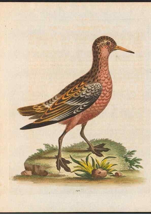 Reproducción/Reproduction 48858629921: A natural history of uncommon birds :. London :Printed for the author, at the College of Physicians in Warwick-Lane,1743-1751.. 