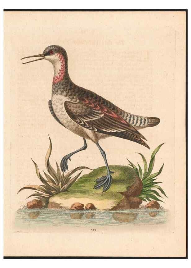 Reproducción/Reproduction 48858630291: A natural history of uncommon birds :. London :Printed for the author, at the College of Physicians in Warwick-Lane,1743-1751.. 
