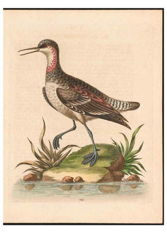 Reproducción/Reproduction 48858630291: A natural history of uncommon birds :. London :Printed for the author, at the College of Physicians in Warwick-Lane,1743-1751.. 
