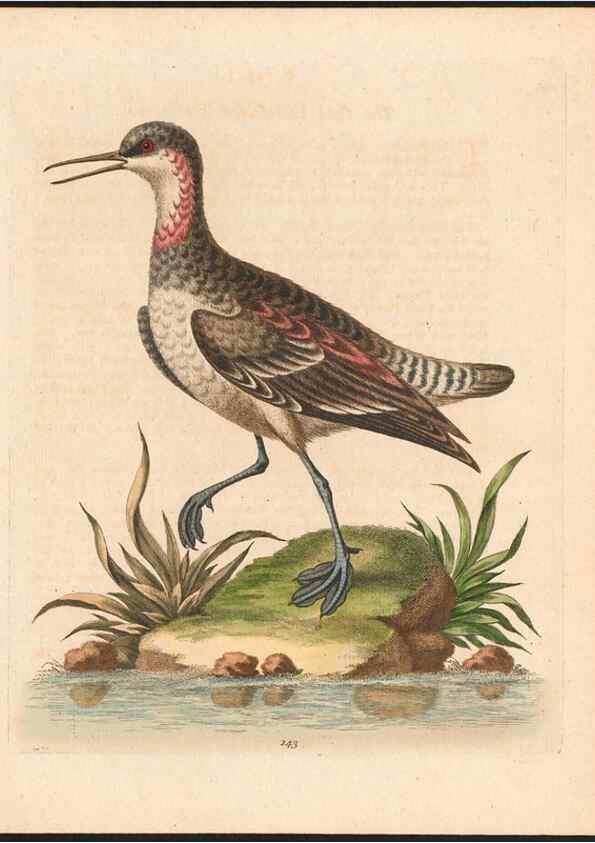 Reproducción/Reproduction 48858630291: A natural history of uncommon birds :. London :Printed for the author, at the College of Physicians in Warwick-Lane,1743-1751.. 