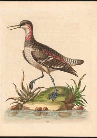 Reproducción/Reproduction 48858630291: A natural history of uncommon birds :. London :Printed for the author, at the College of Physicians in Warwick-Lane,1743-1751.. 